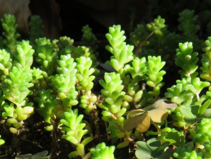 グリーンイメージ画像